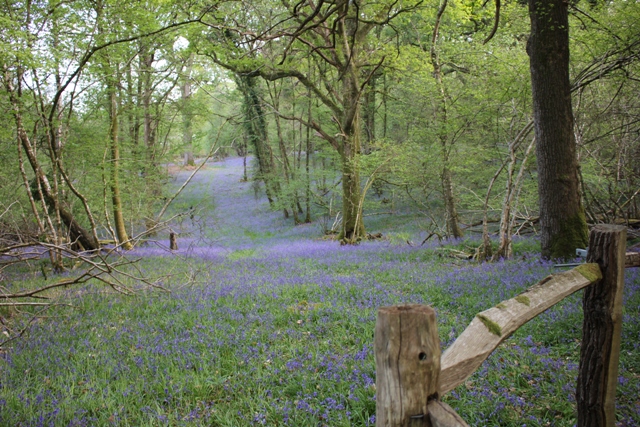 Bluebell woods and English Oak for ship building ©Tom Cunliffe 2019
